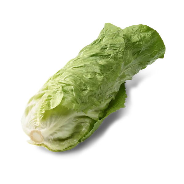 Zuckerhut