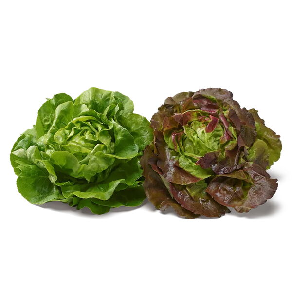 Kopfsalat grün/rot